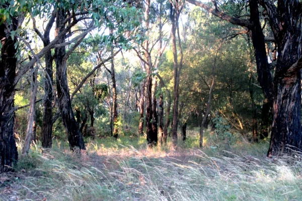Experience Ollerton Avenue Bushland Reserve