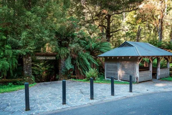 Experience Tarra Bulga National Park