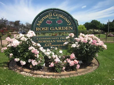 Rose beds flowering at the Morwell Centenary Rose Garden.