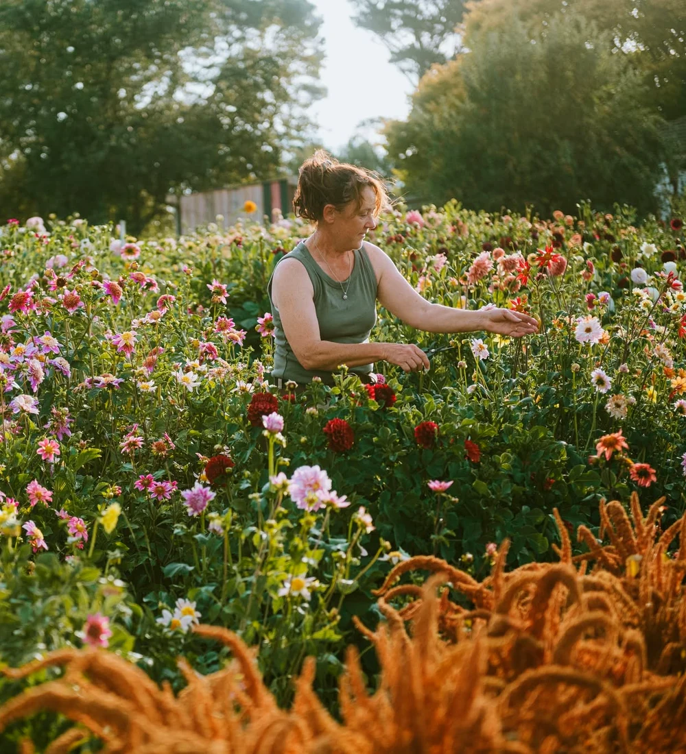 A flower grower works among colourful dahlias across a sunlit flower field.