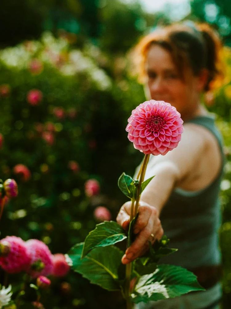 A flower grower holds a single pink dahlia towards the camera.