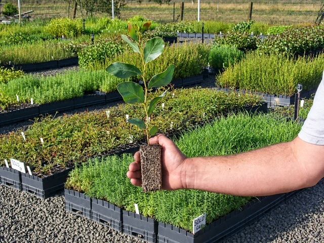 A hand holds a young plant and its compact root plug above nursery beds.