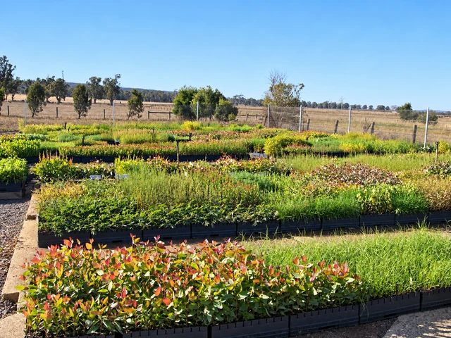 Broad nursery beds hold rows of young plants at different stages of growth.