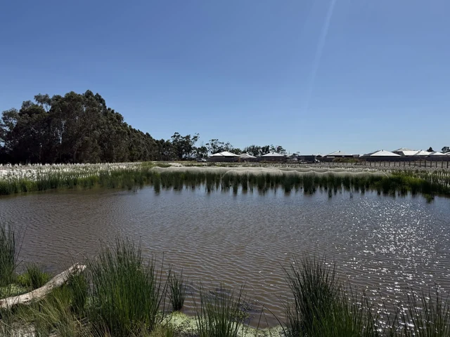 Rows of wetland plants grow beside a nursery water body.
