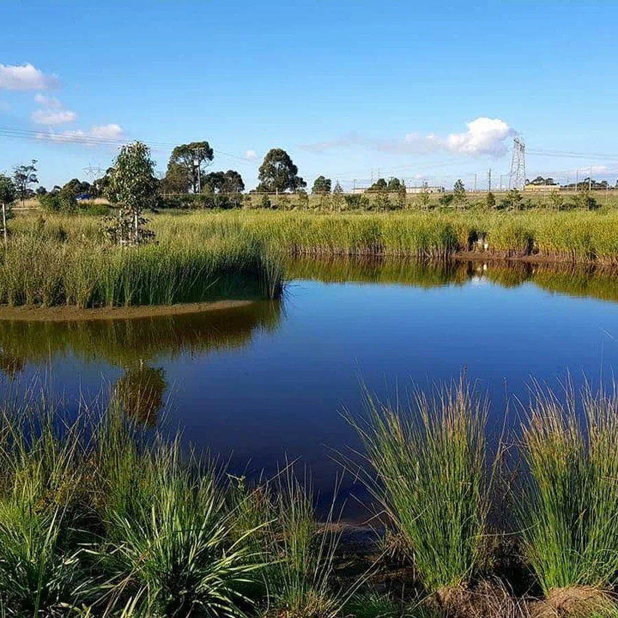 Wetland plants grow around a reflective pond at the nursery.