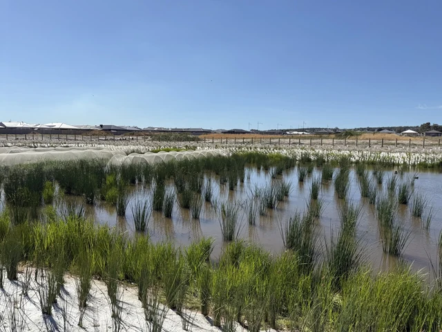 Rows of wetland plants grow in shallow water at the nursery.