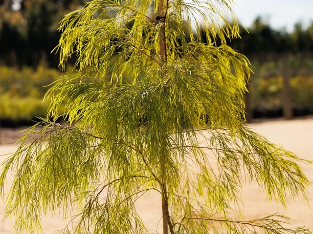 Fine green foliage hangs from a young native tree growing in the nursery.