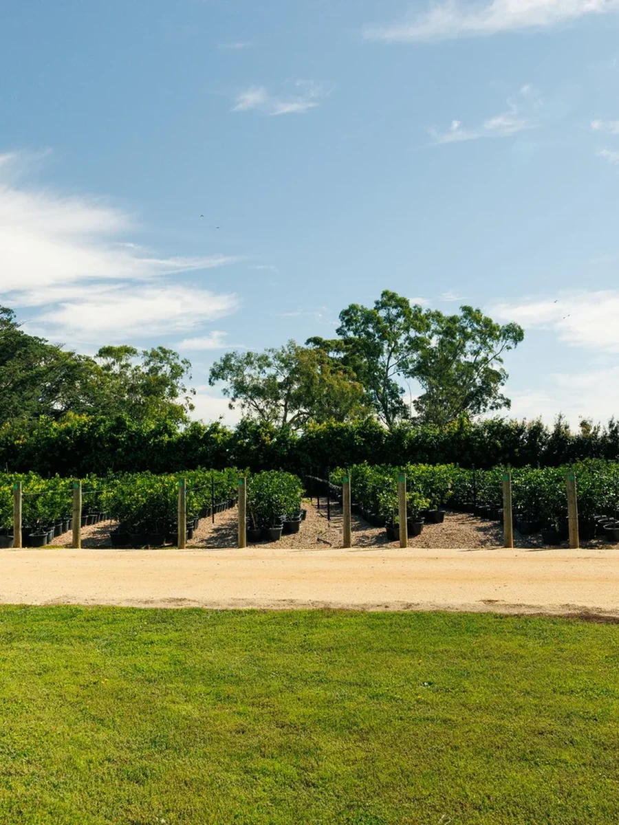Rows of young trees in black pots extend across a nursery beneath a blue sky.