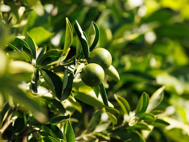 Green citrus fruit grows among glossy leaves in the nursery.
