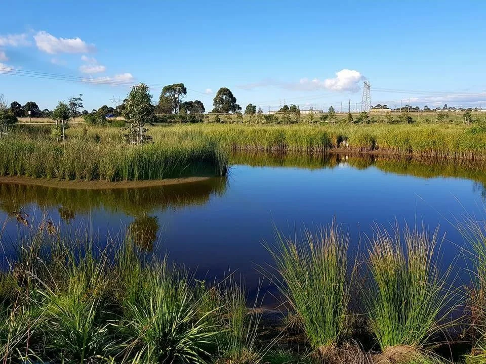 Wetland plants grow around a reflective pond at the nursery.