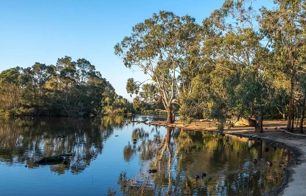 Still water reflects mature eucalypts at Traralgon Railway Reservoir Conservation Reserve.