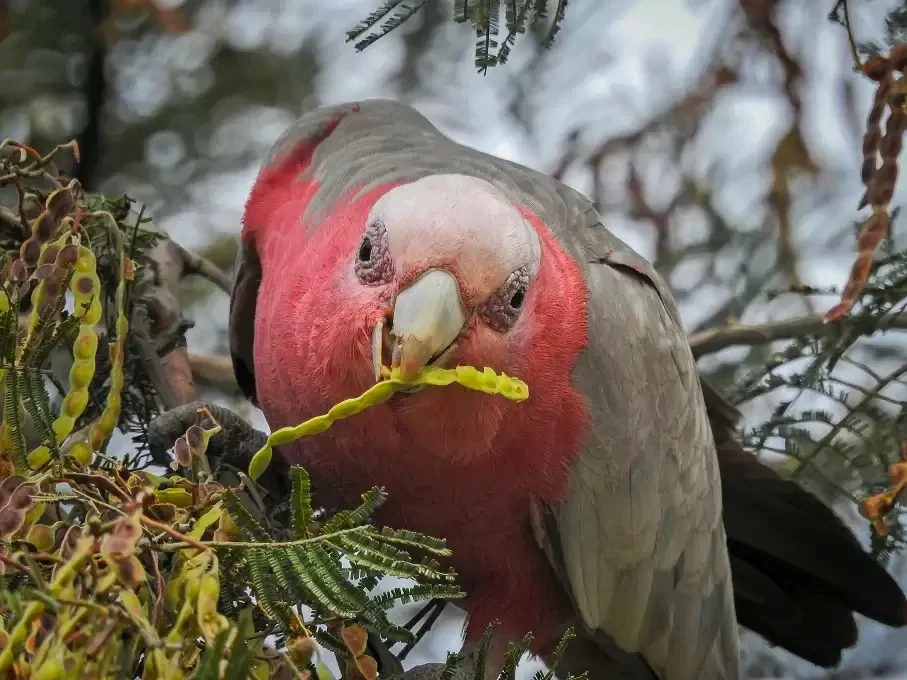 A pink and grey galah feeds among seed pods in the reserve.