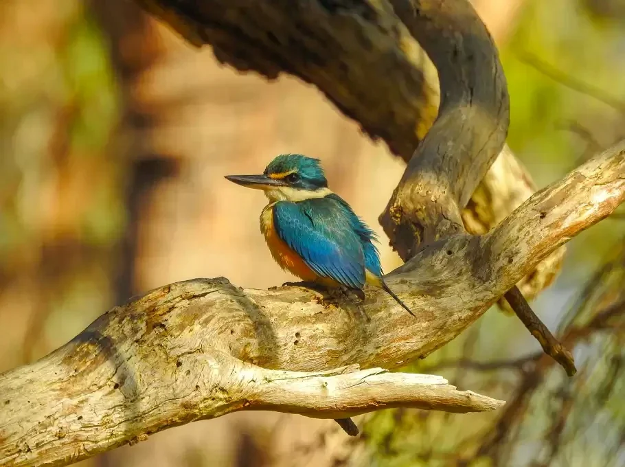 A small blue-and-orange kingfisher perches on a pale branch in the reserve.
