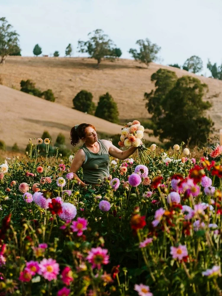 A flower grower holds a freshly gathered bunch of dahlias in a hillside field.